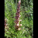 Möglicherweise eine zu den Orchideen gehörige Nestwurz